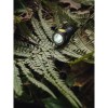 Prime_C1_Pro_Max_forest_01