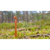 ULTRALIGHT-NAIL-peg-live_lynxgear